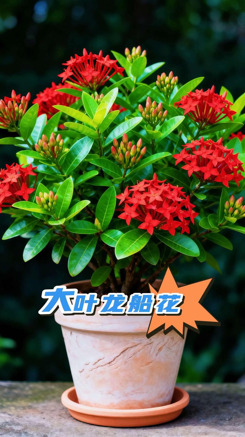 龙船花好养吗?掌握这5个养护要点,新手也能养出“爆盆”效果 二、浇水:“见干见湿”是铁律,空气湿度是关键