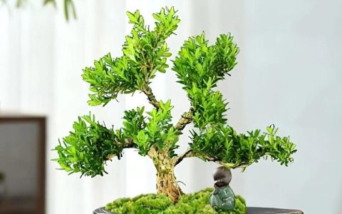 雀舌黄杨盆景养殖方法与注意事项，新手必看养护指南