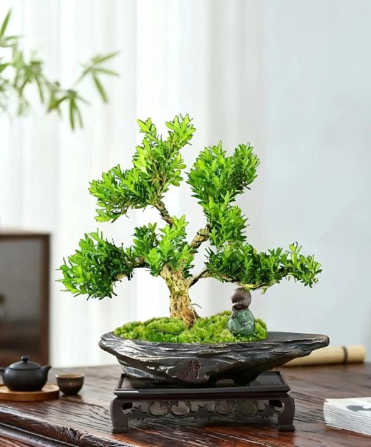 雀舌黄杨盆景养殖方法与注意事项，新手必看养护指南
