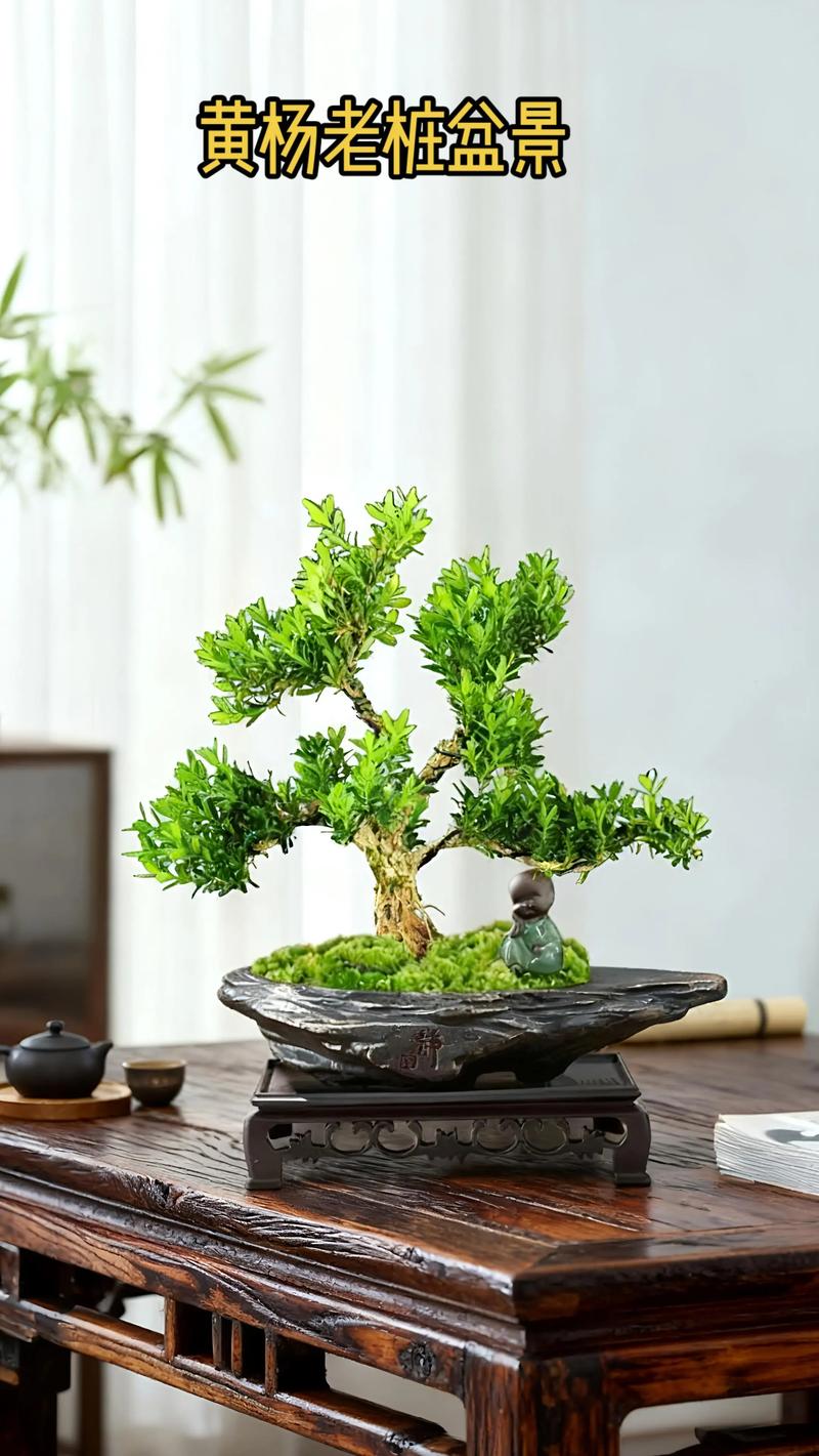 雀舌黄杨盆景养殖方法与注意事项,新手必看养护指南 雀舌黄杨盆景养殖方法与注意事项,新手必看养护指南