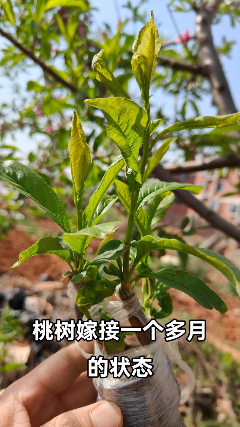 李树嫁接桃树的优势与操作指南:成活率高、抗病性强 李树嫁接桃树的优势与操作指南:成活率高、抗病性强