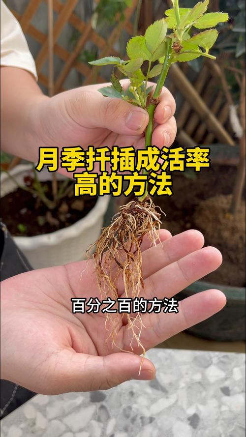 怎么样扦插月季花成活率高?繁殖育苗专家详解5大核心步骤 引言