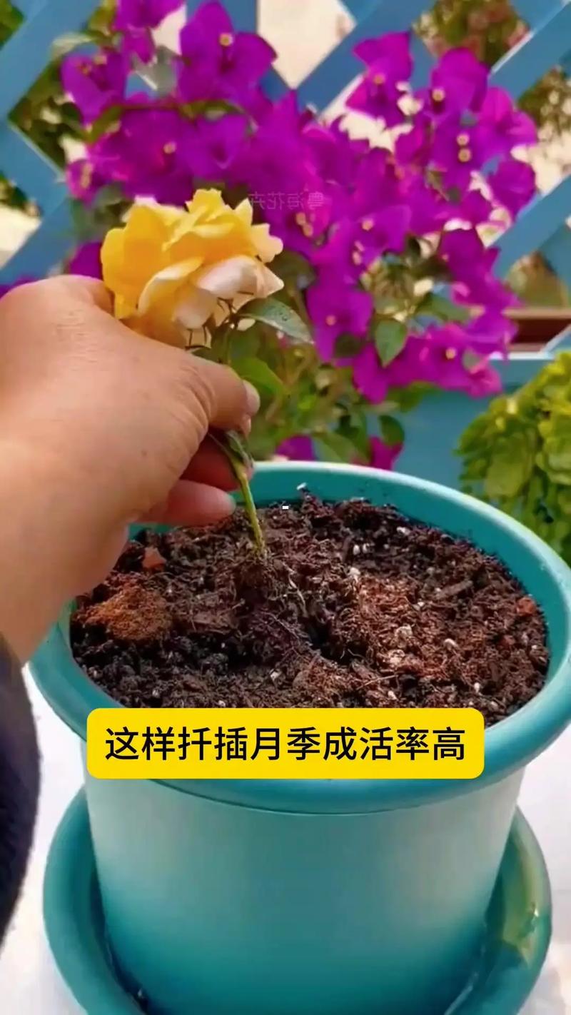 怎么样扦插月季花成活率高?繁殖育苗专家详解5大核心步骤 第三步:操作流程与关键节点控制