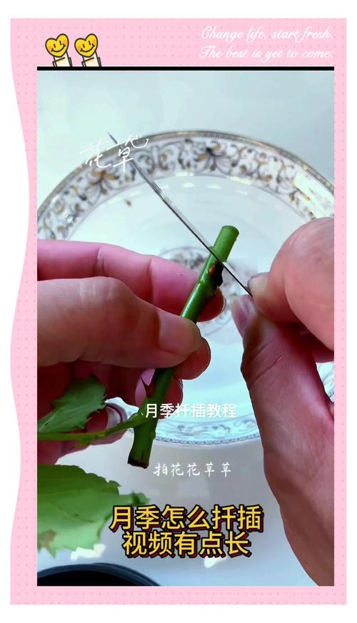 怎么样扦插月季花成活率高?繁殖育苗专家详解5大核心步骤 第四步:成活率影响因素分析