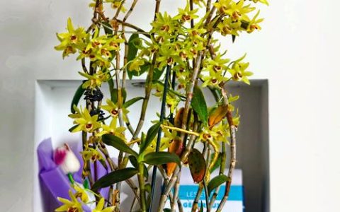 石斛是什么植物？全面解析兰科石斛的形态、习性与养护要点