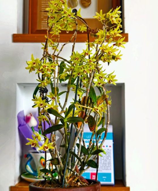 石斛是什么植物？全面解析兰科石斛的形态、习性与养护要点