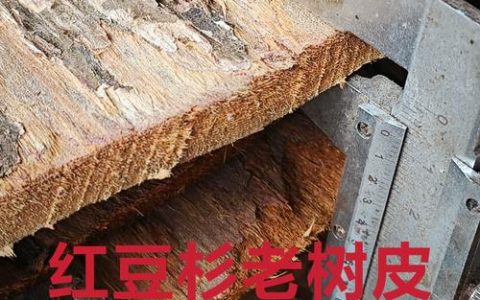 红豆杉树皮有毒吗？揭秘红豆杉的药用价值与食用禁忌