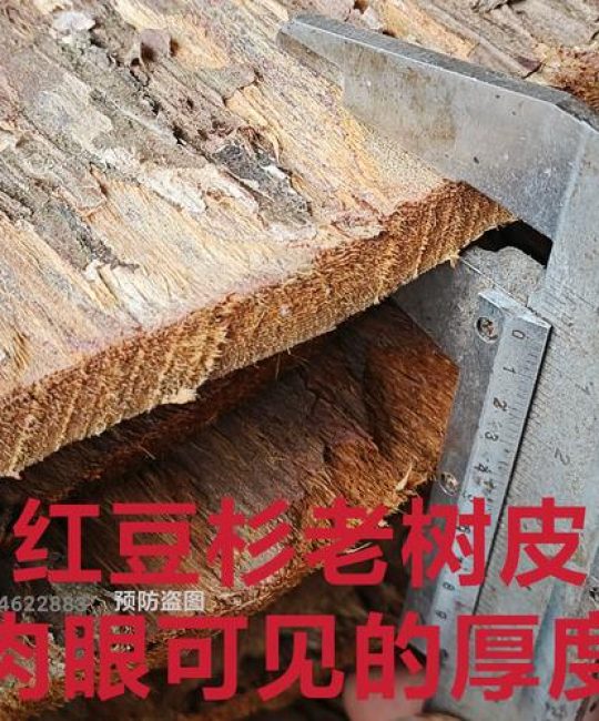 红豆杉树皮有毒吗？揭秘红豆杉的药用价值与食用禁忌