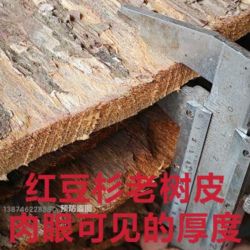 红豆杉树皮有毒吗?揭秘红豆杉的药用价值与食用禁忌 红豆杉树皮有毒吗?揭秘红豆杉的药用价值与食用禁忌