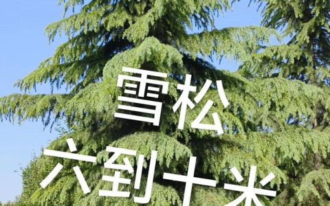 雪松和松树是什么关系？完整百科解读两者分类与区别