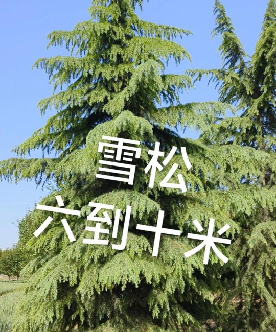 雪松和松树是什么关系？完整百科解读两者分类与区别