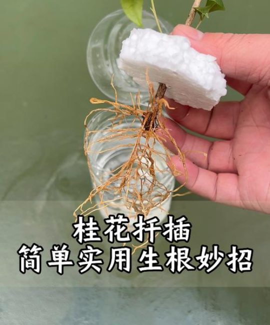 水培桂花适合在室内养吗？一次讲清光照、温湿度与日常养护要点