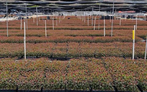 怎么种植桉树？一份给种植户的实操指南，从选时到缓苗全流程