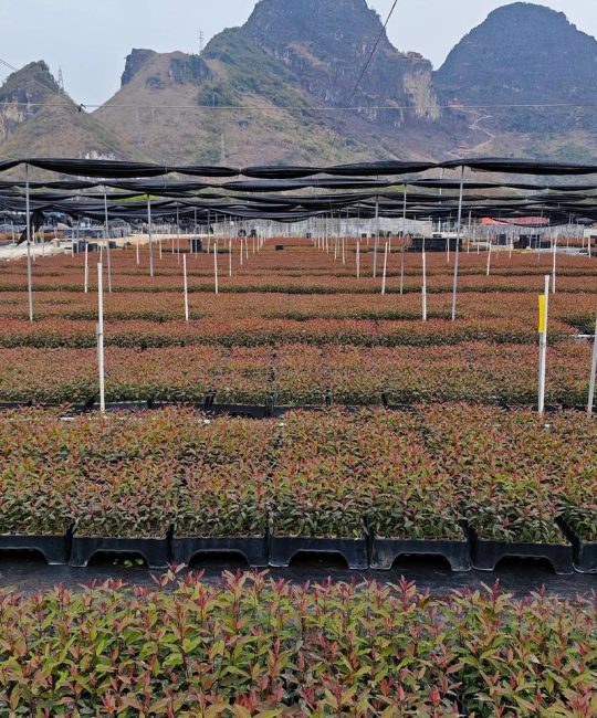 怎么种植桉树？一份给种植户的实操指南，从选时到缓苗全流程