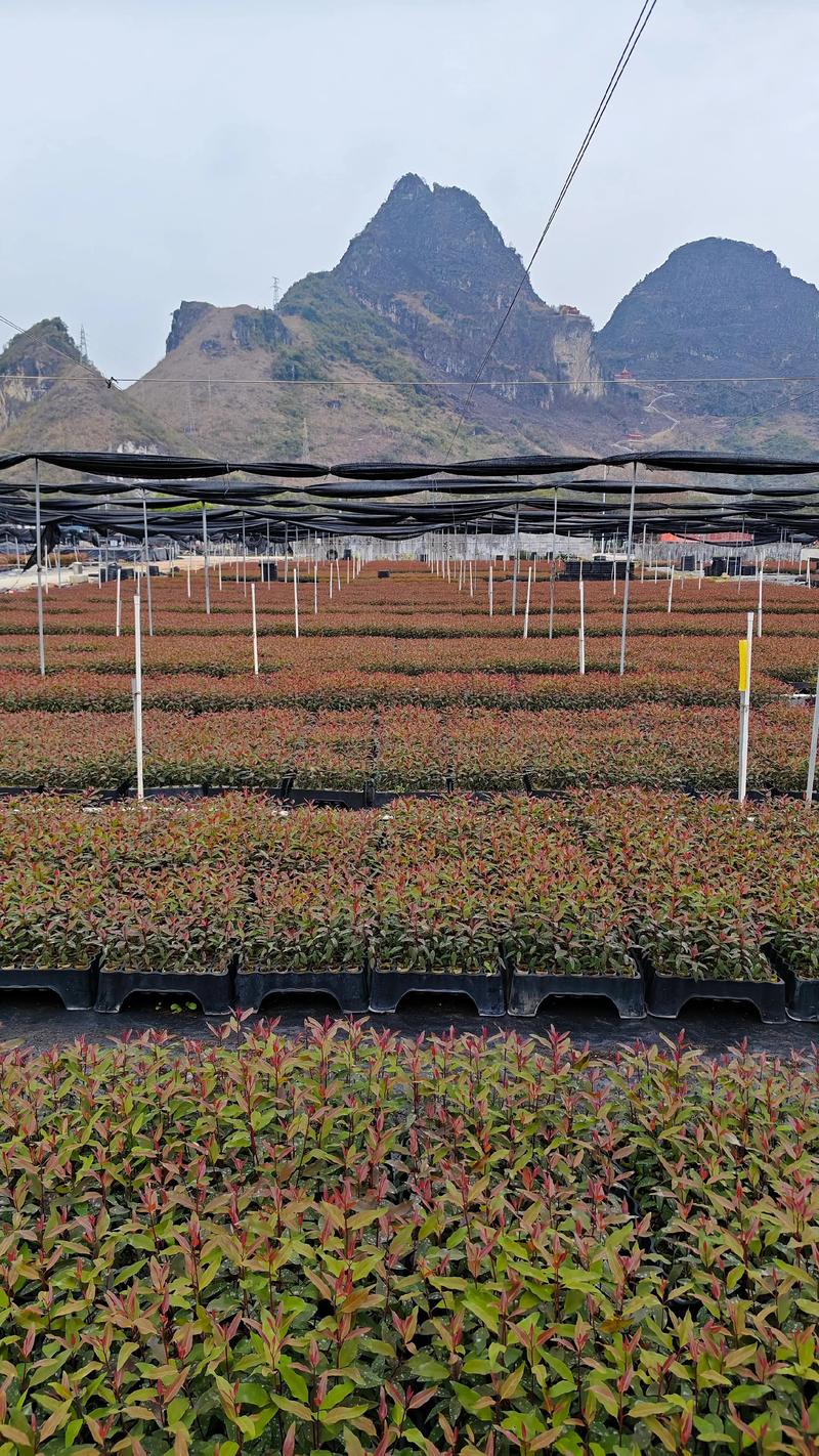 怎么种植桉树?一份给种植户的实操指南,从选时到缓苗全流程 怎么种植桉树?一份给种植户的实操指南,从选时到缓苗全流程