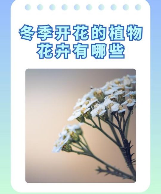 冬日繁花指南：除了梅花，这些植物也在寒冬绽放——附精准栽培数据