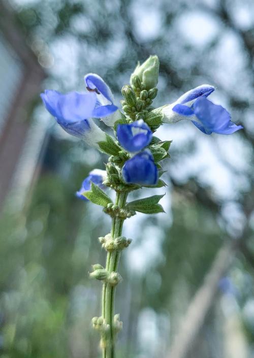 鼠尾草什么颜色?先看花,再看叶 二、鼠尾草的叶色也很有特点