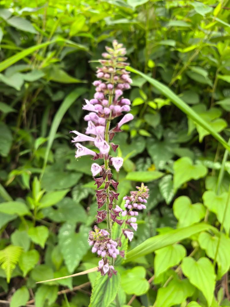 鼠尾草什么颜色?先看花,再看叶 六、总结:鼠尾草的颜色并不单一
