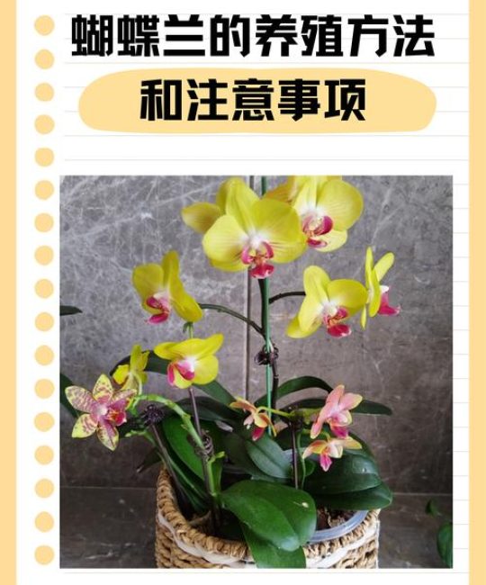 盆栽蝴蝶兰养护全攻略：从浇水施肥到换盆技巧（完整指南）