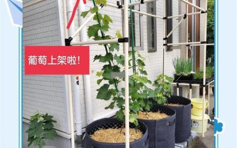 新移栽的葡萄树怎么管理？全流程种植技术指南