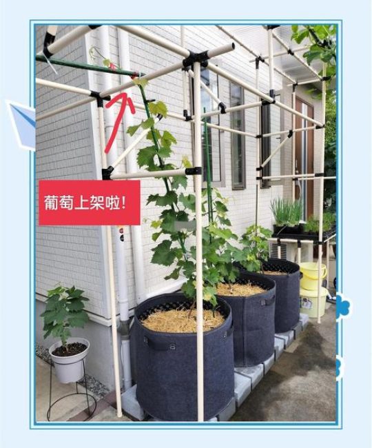 新移栽的葡萄树怎么管理？全流程种植技术指南