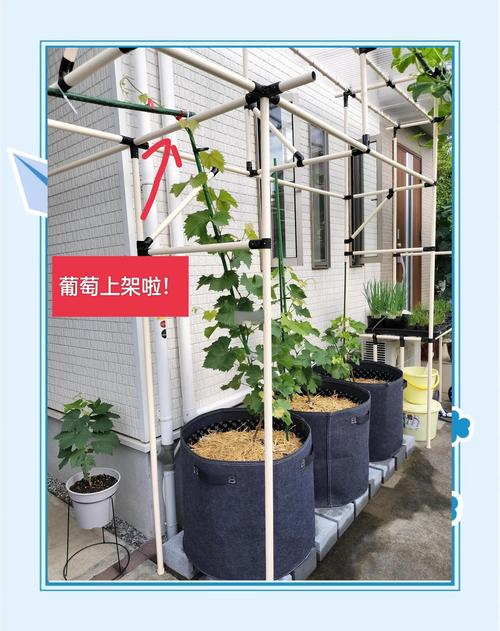 新移栽的葡萄树怎么管理?全流程种植技术指南 新移栽的葡萄树怎么管理?全流程种植技术指南