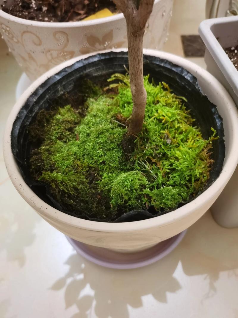 花盆上面铺苔藓好不好?优缺点全解析 二、铺苔藓的缺点