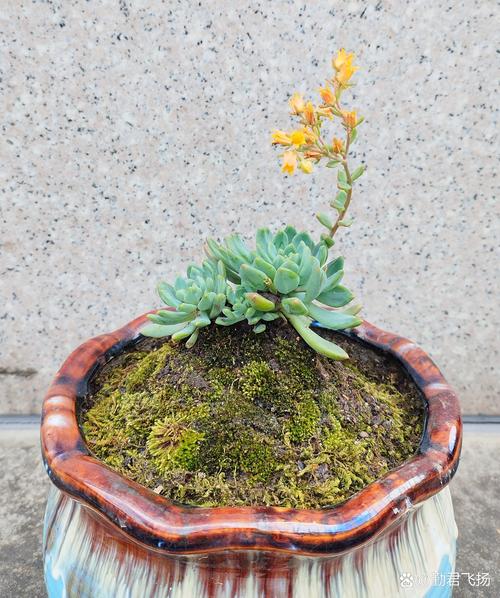 花盆上面铺苔藓好不好?优缺点全解析 三、哪些植物适合铺苔藓?