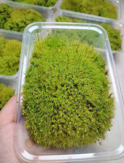花盆上面铺苔藓好不好?优缺点全解析 四、铺苔藓的正确操作建议