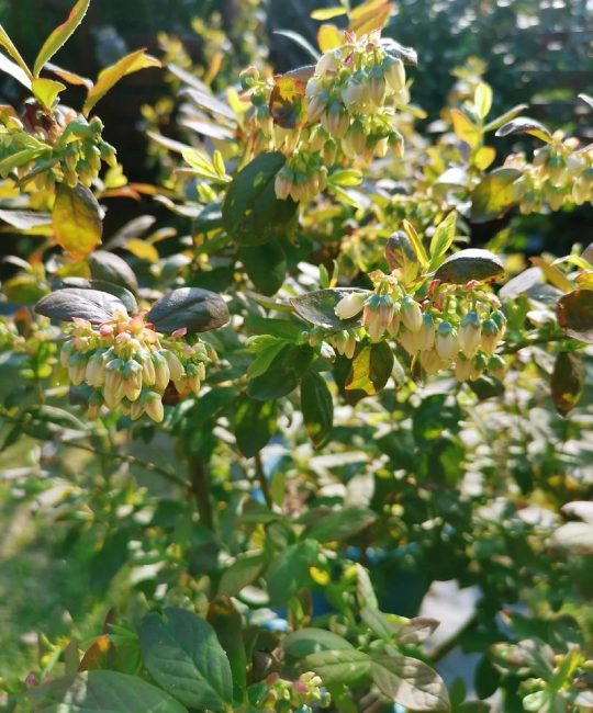 蓝莓树几月份开花结果？蓝莓种植与花期果期管理全攻略