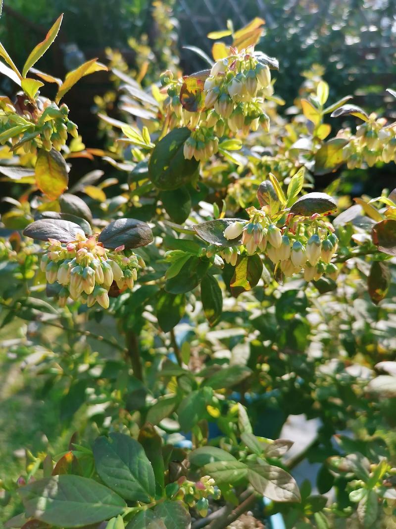 蓝莓树几月份开花结果?蓝莓种植与花期果期管理全攻略 蓝莓树几月份开花结果?蓝莓种植与花期果期管理全攻略