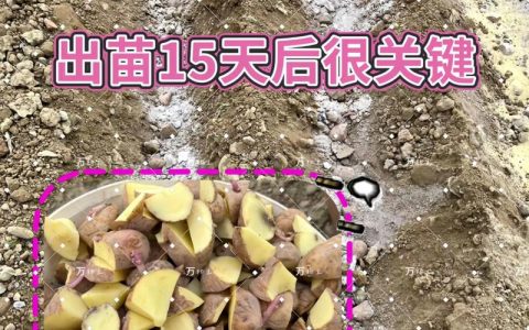 土豆怎么种植的？从选种到收获，七个步骤教你种出高产土豆