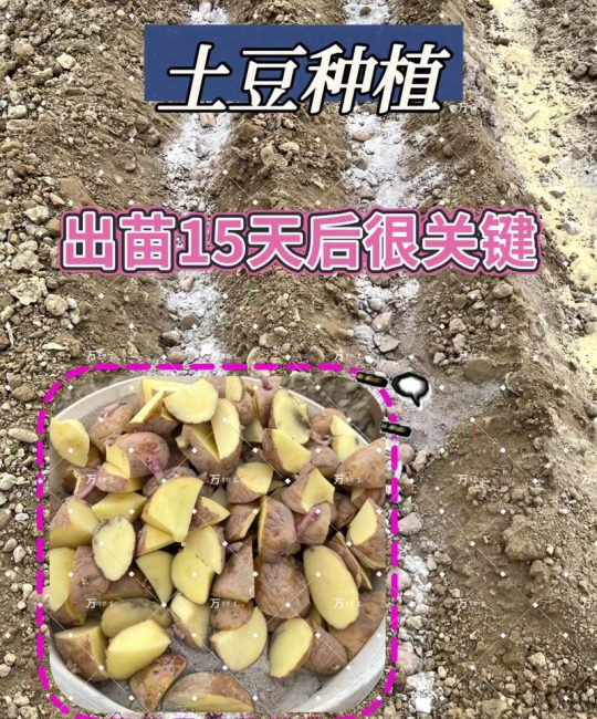 土豆怎么种植的？从选种到收获，七个步骤教你种出高产土豆