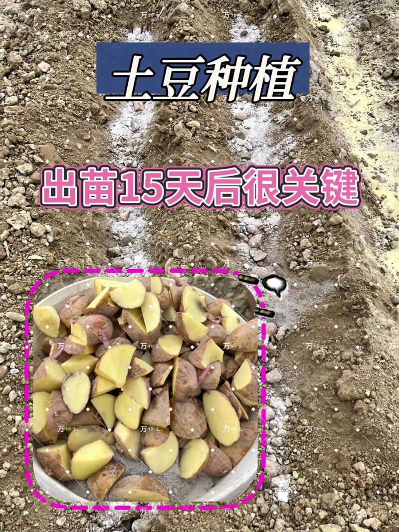 土豆怎么种植的?从选种到收获,七个步骤教你种出高产土豆 土豆怎么种植的?从选种到收获,七个步骤教你种出高产土豆