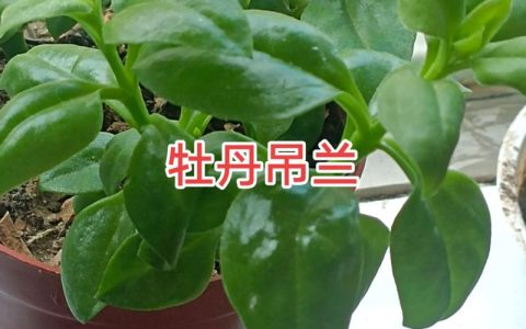 牡丹吊兰扦插繁殖全指南：从叶片到新苗的精准操作