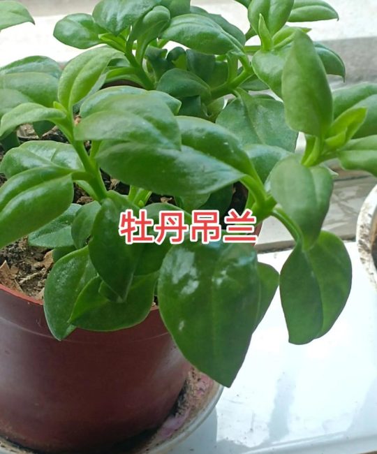 牡丹吊兰扦插繁殖全指南：从叶片到新苗的精准操作
