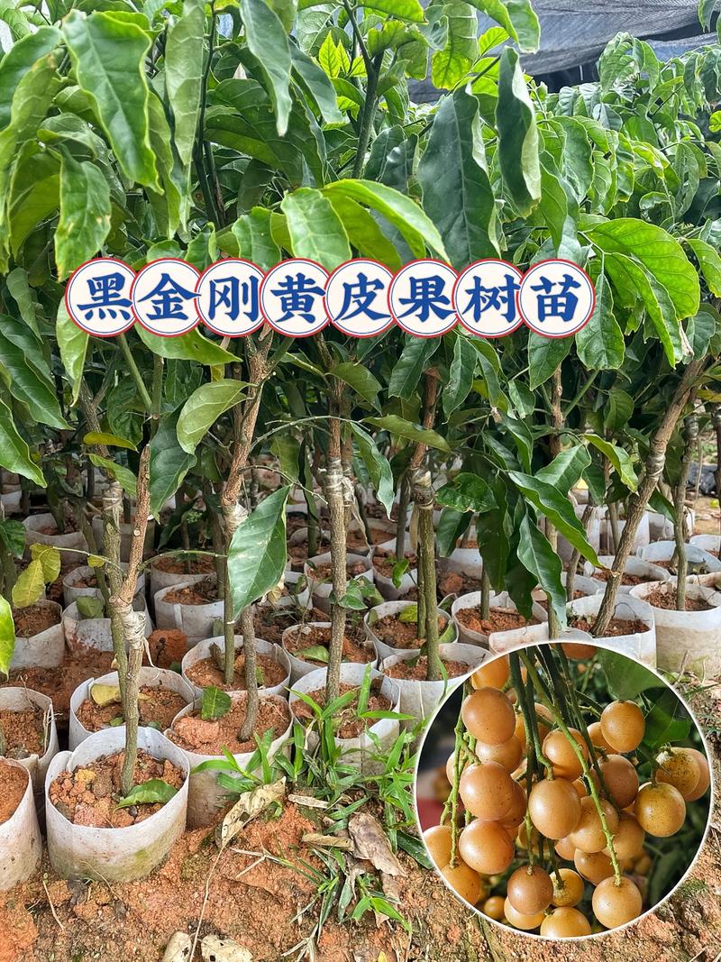 果树苗多少钱一棵?2026年市场价格区间与五大影响因素全解析 季节与采购量价的同步变化规律
