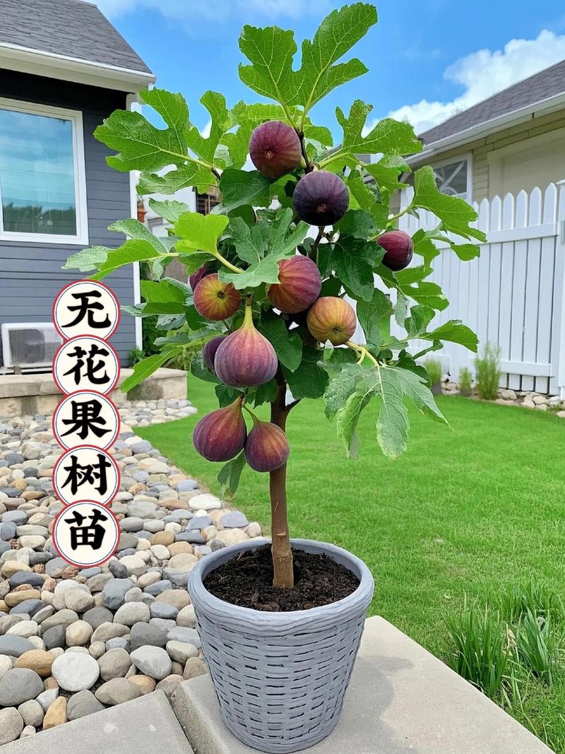 果树苗多少钱一棵?2026年市场价格区间与五大影响因素全解析 采购质量判断:一看嫁接口,二看根系,三看苗龄