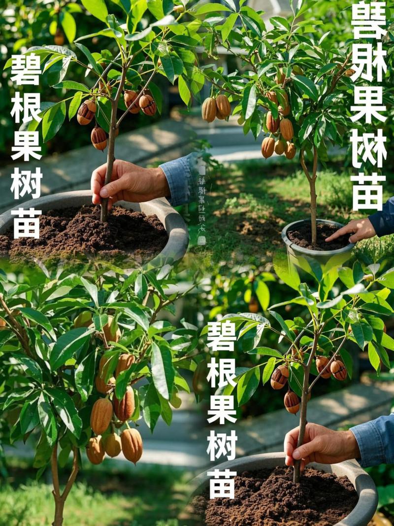 果树苗多少钱一棵?2026年市场价格区间与五大影响因素全解析 运输成本不可忽视的隐性费用