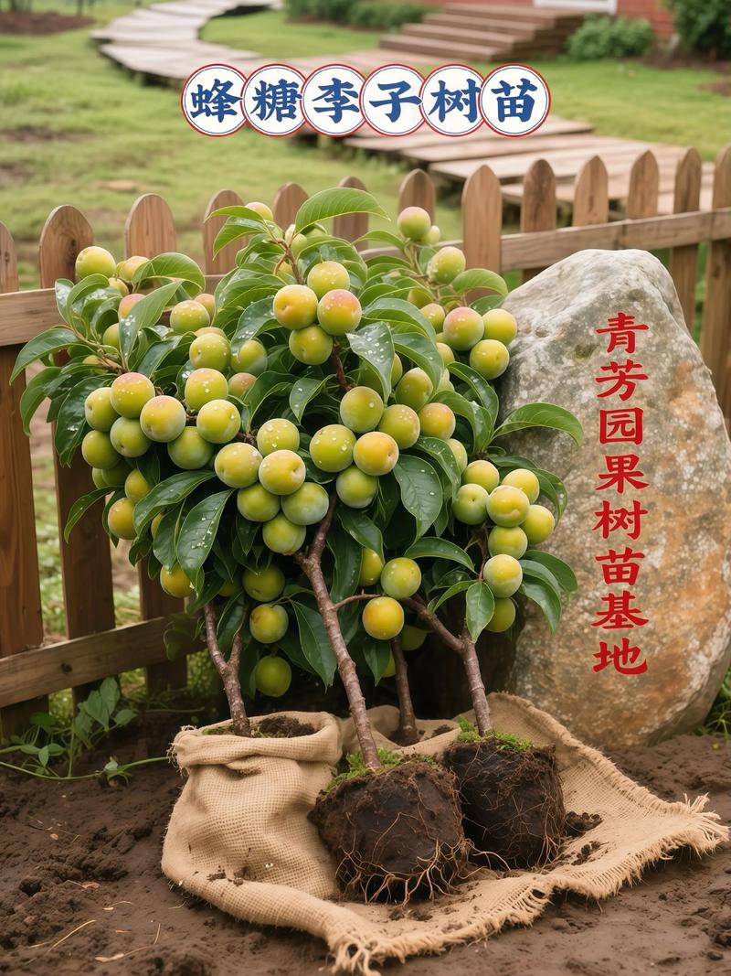 果树苗多少钱一棵?2026年市场价格区间与五大影响因素全解析 咨询指南:获取你的专属报价
