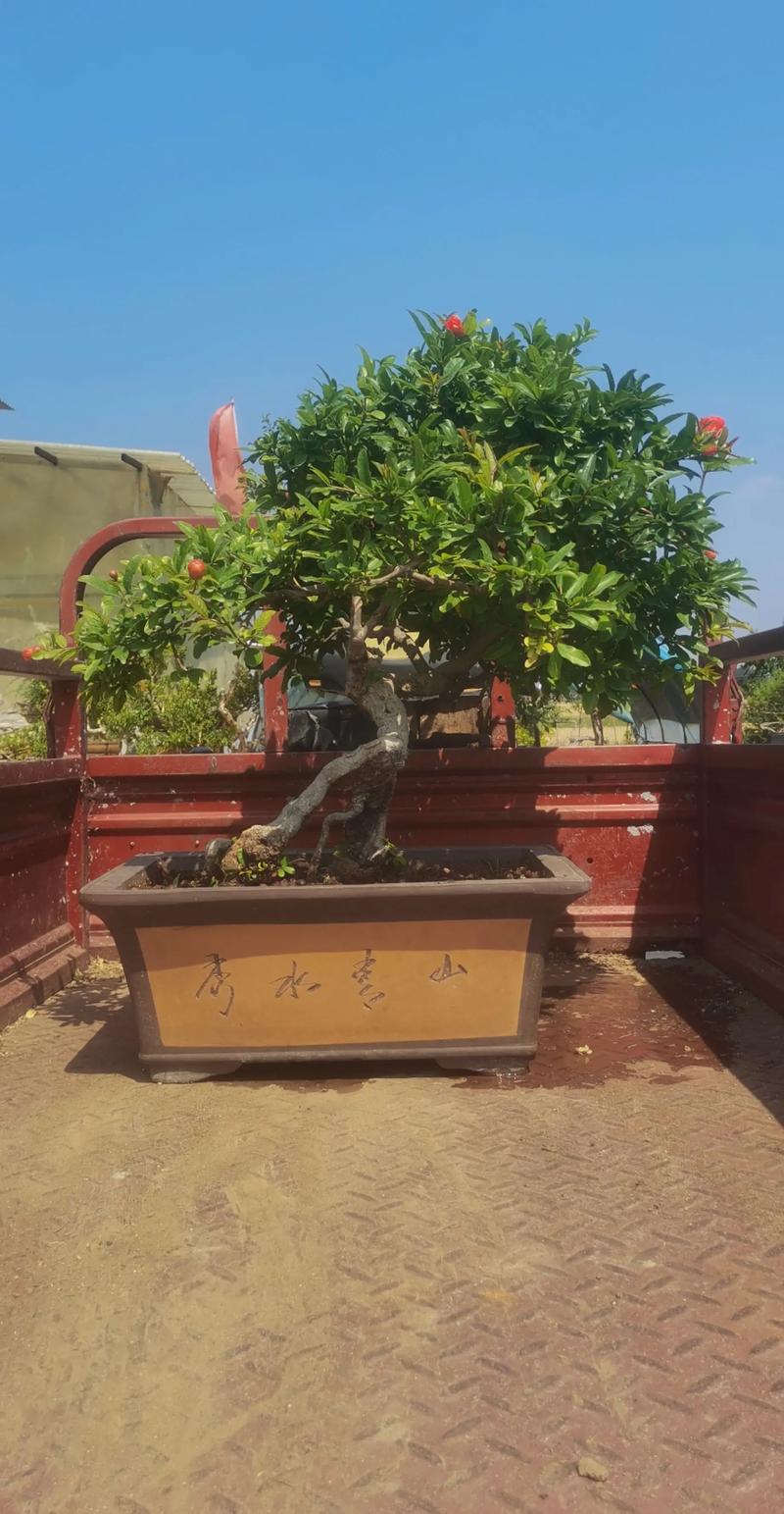缸栽石榴树完全可行,关键在于选择矮化品种和正确的容器操作 缸栽石榴树结果年限:定植后第2年挂果,第4年进入盛果期