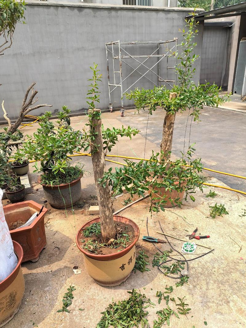 缸栽石榴树完全可行,关键在于选择矮化品种和正确的容器操作 缸栽石榴树采购质量判断:一看嫁接口、二看根系、三看苗龄