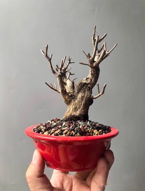 缸栽石榴树完全可行,关键在于选择矮化品种和正确的容器操作 常见问题与注意事项