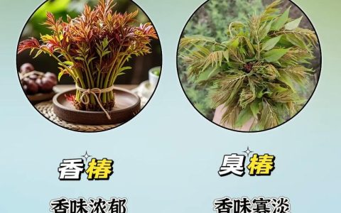 香椿与臭椿的区别：如何一眼识别这两种楝科植物