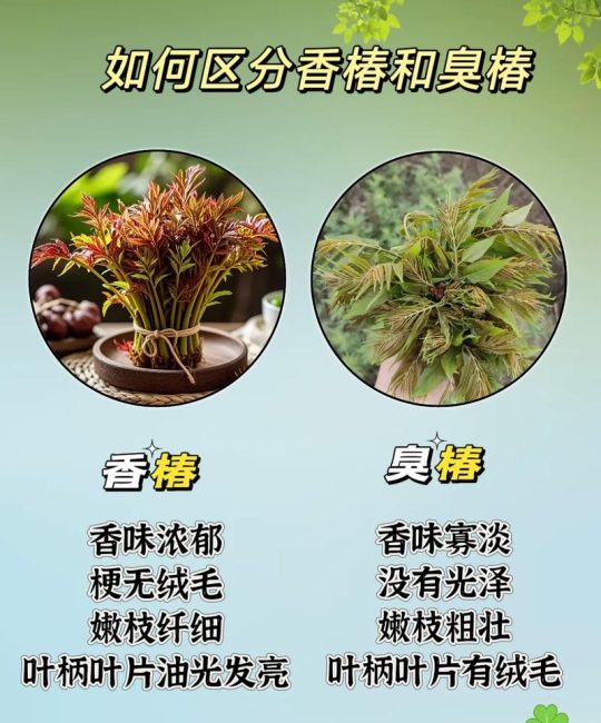 香椿与臭椿的区别：如何一眼识别这两种楝科植物