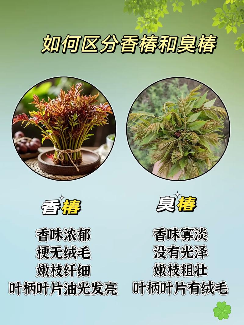 香椿与臭椿的区别:如何一眼识别这两种楝科植物 香椿与臭椿的区别:如何一眼识别这两种楝科植物