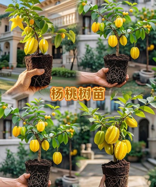 八月炸果树苗多少钱一棵？2026年价格参考与选购指南