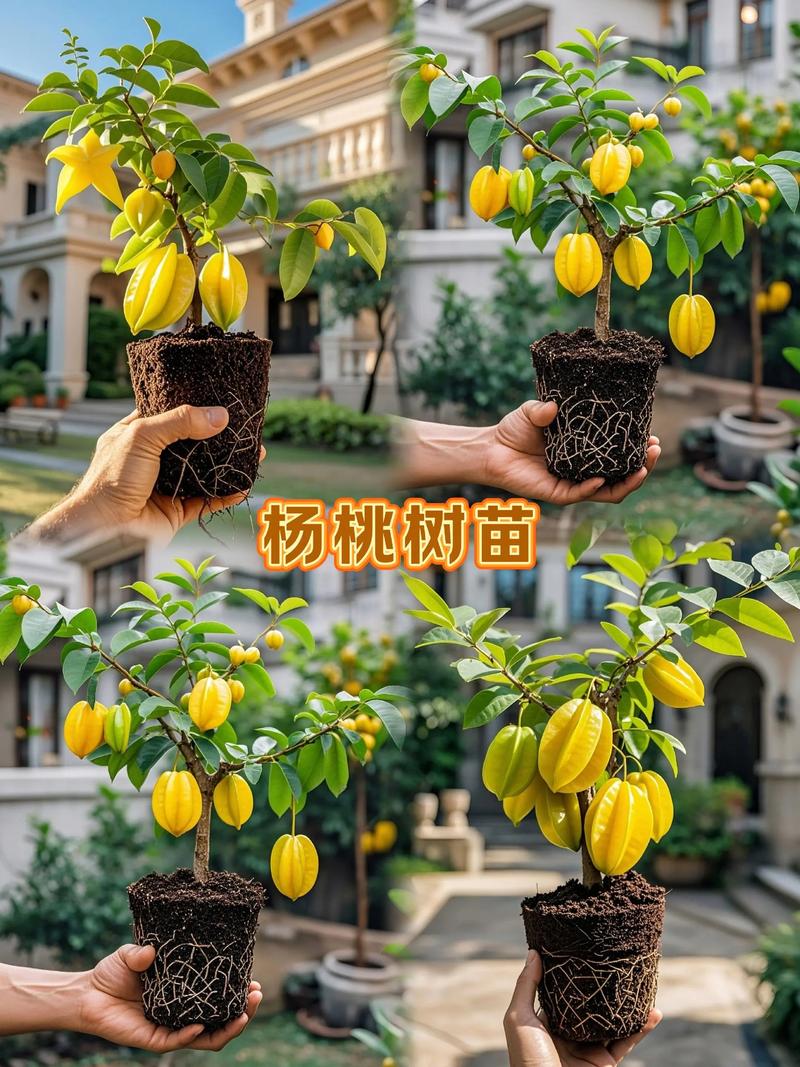 八月炸果树苗多少钱一棵?2026年价格参考与选购指南 一、价格快速参考:按规格和市场类型划分