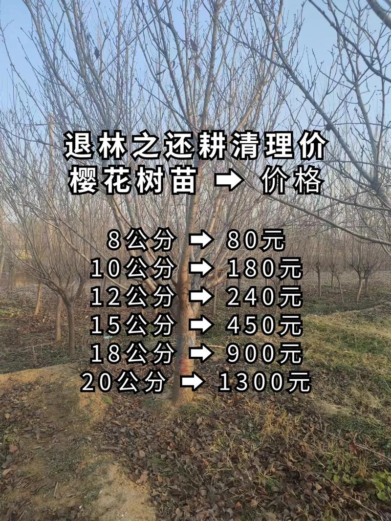 八月炸果树苗多少钱一棵?2026年价格参考与选购指南 五、数量影响分析:批发价仅为零售价的50%-60%