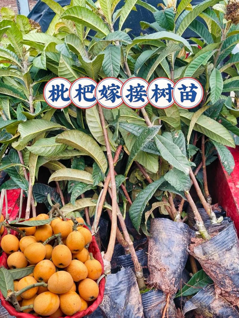 八月炸果树苗多少钱一棵?2026年价格参考与选购指南 六、运输影响分析:跨省物流占比10%-30%,建议选择杯苗